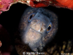 curious Moray by Walter Bassi 